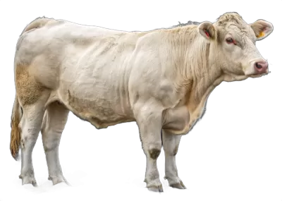 Imagen PNG para descargar